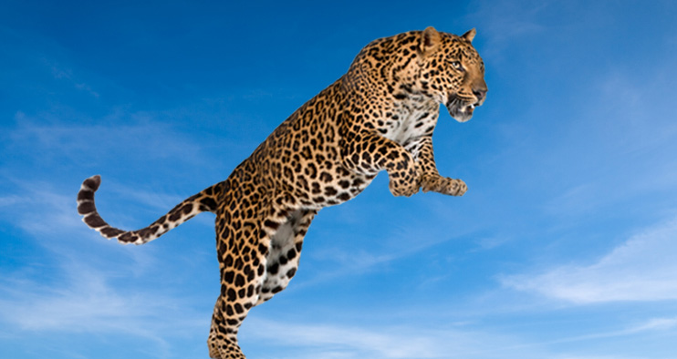 Springender Jaguar