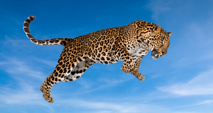 Jaguar Animal Jumping